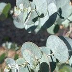 Eucalyptus cinereaFulla