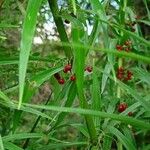 Polygonatum verticillatum Habit