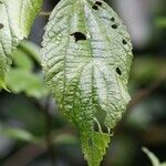 Boehmeria japonica Feuille