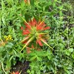 Castilleja miniata ফুল