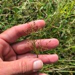 Fimbristylis autumnalis Frutto