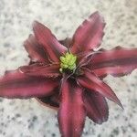 Cryptanthus bivittatus 花