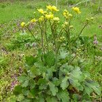 Ranunculus velutinus Flower