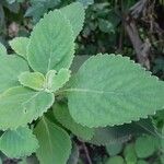 Plectranthus barbatus Levél