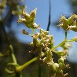 Flagellaria indica Fruit