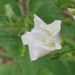 Solidago rugosa Flor