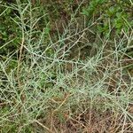 Genista scorpius Leaf