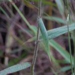 Melinis minutiflora Habit