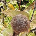 Monarda fistulosa 果