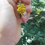Cytisus nigricans Blüte
