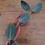 Peperomia verticillata Feuille