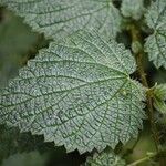 Urtica morifolia Leaf