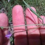 Lathyrus angulatus Leaf