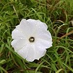 Ipomoea pandurata Blüte