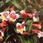 Abelia schumannii 花