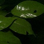 Coccoloba obovata Leaf