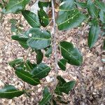 Quercus chrysolepis Yeri