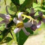 Solanum palinacanthum