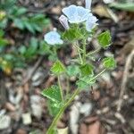 Malva hispanica Hábito