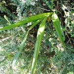 Cyrtochilum ramosissimum Leaf