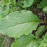 Borago officinalisFolla