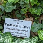 Cardamine trifolia অন্যান্য