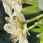 Pyrus spinosa Çiçek