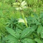 Lupinus polyphyllusFolha