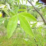 Laburnum anagyroides Feuille