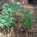 Paeonia brownii आदत