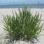 Salicornia bigelovii Habit