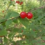Prunus tomentosa 果