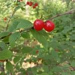 Prunus tomentosa Frucht