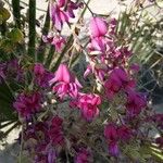 Lespedeza thunbergii Blomma