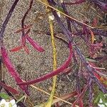 Lobularia maritima Yaprak