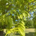 Metasequoia glyptostroboides পাতা