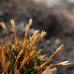 Zameioscirpus muticus Fruit