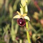 Ophrys passionis Ostatní