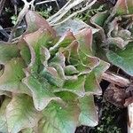 Obolaria virginica Leaf