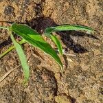 Vigna vexillata Folha