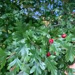 Crataegus azarolus Leaf