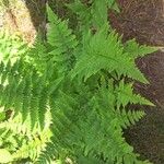 Dryopteris carthusiana برگ