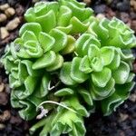 Crassula susannae Leaf