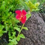 Hibiscus aponeurus Blüte