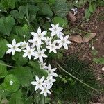 Ornithogalum umbellatumFlor