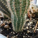 Echinocereus pectinatus Blatt