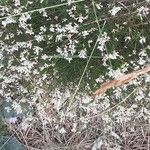 Asperula cynanchicaFlower