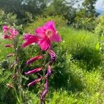 Gladiolus palustris Blüte