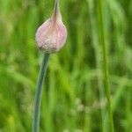 Allium scorodoprasum Floro