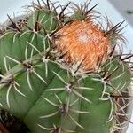 Melocactus matanzanus 其他